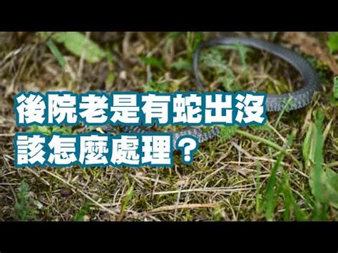 防止蛇進入|如何防制蛇類入侵